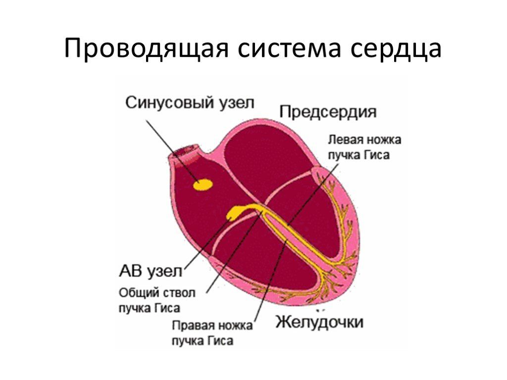 Проводимость сердца схема